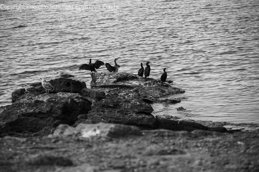 Bird, Animal, Waterfowl, Seagull, Cormorant