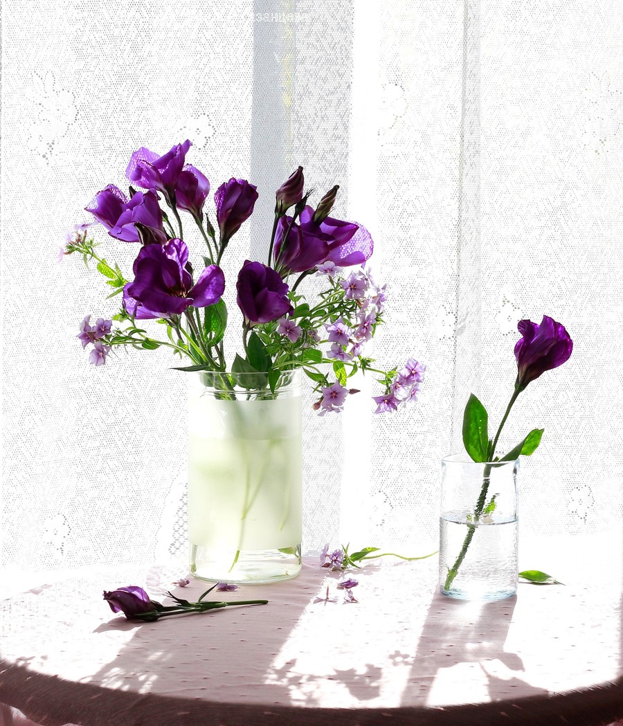 Plant, Iris, Flower, Blossom, Geranium