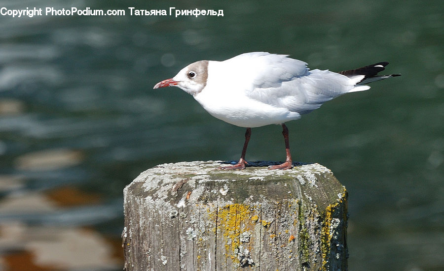 Bird, Seagull, Beak, Swan, Waterfowl