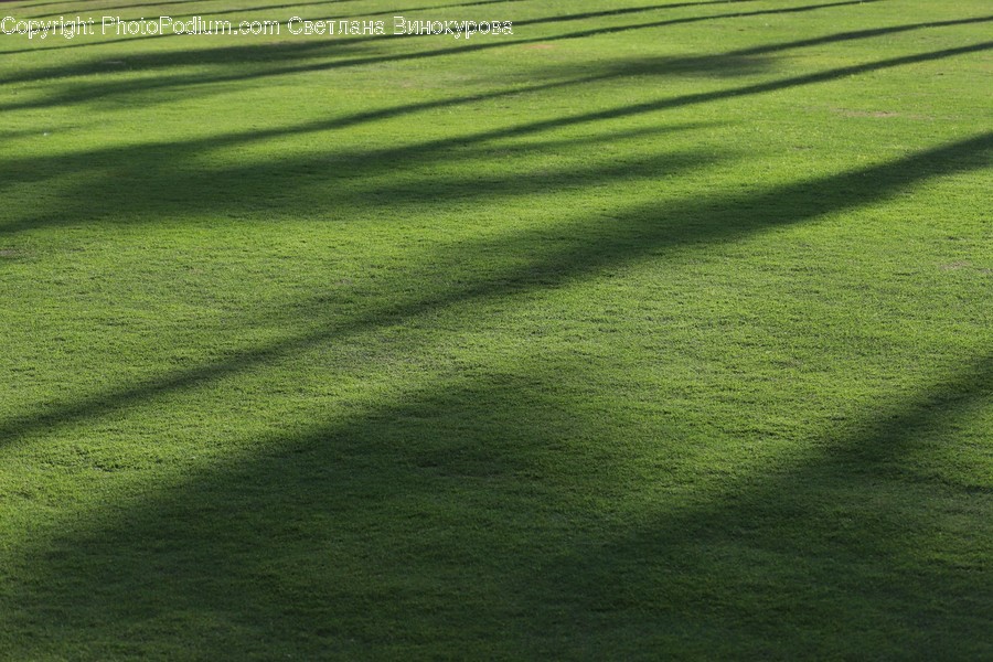 Grass, Plant, Field, Outdoors, Lawn