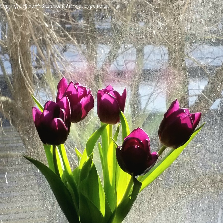Plant, Blossom, Flower, Tulip, Rose