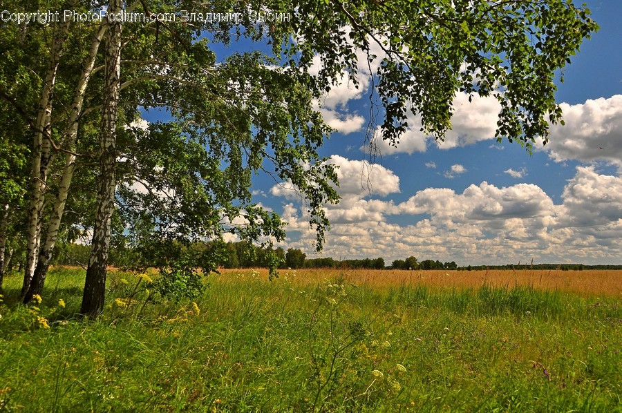 Grassland, Field, Outdoors, Nature, Countryside