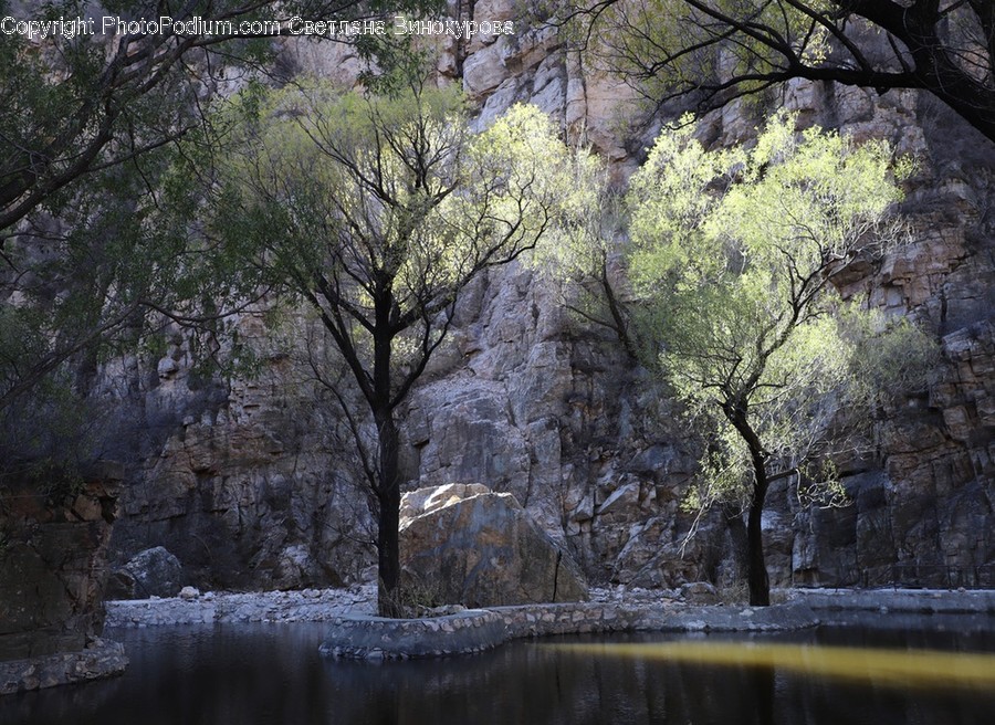 Plant, Tree, Nature, Ice, Outdoors