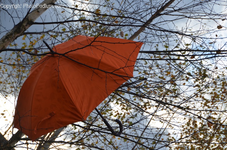 Leaf, Plant, Tent, Symbol, Canopy