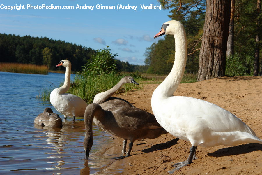 Bird, Crane Bird, Heron, Goose, Waterfowl, Swan, Anseriformes