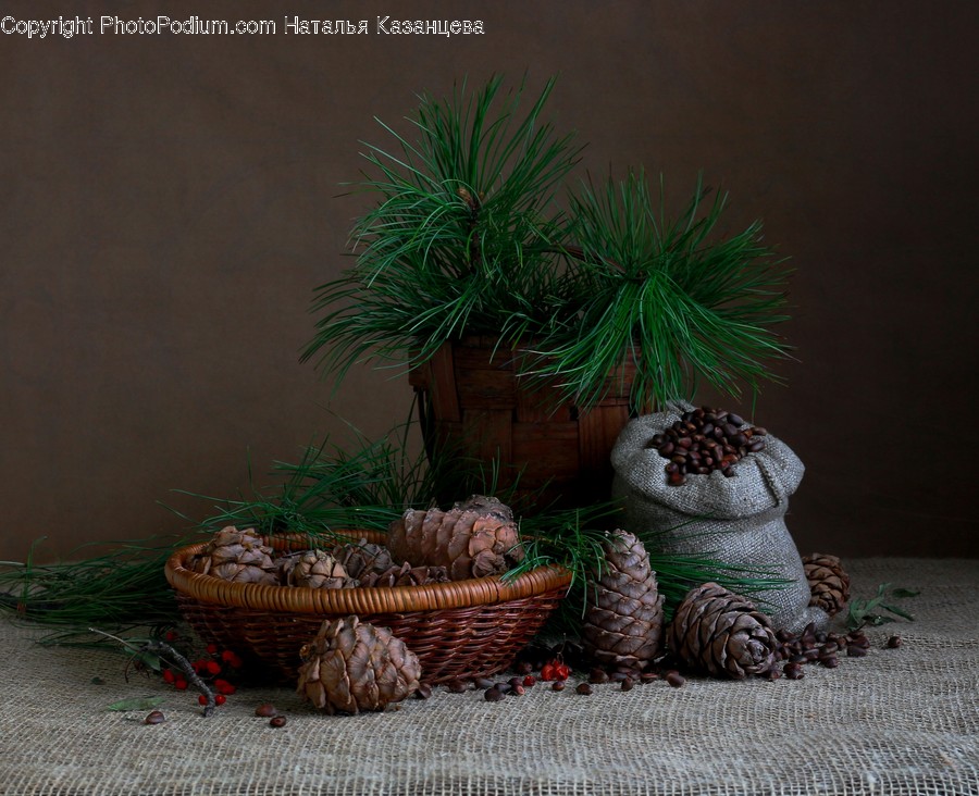 Basket, Plant, Tree, Fir, Abies