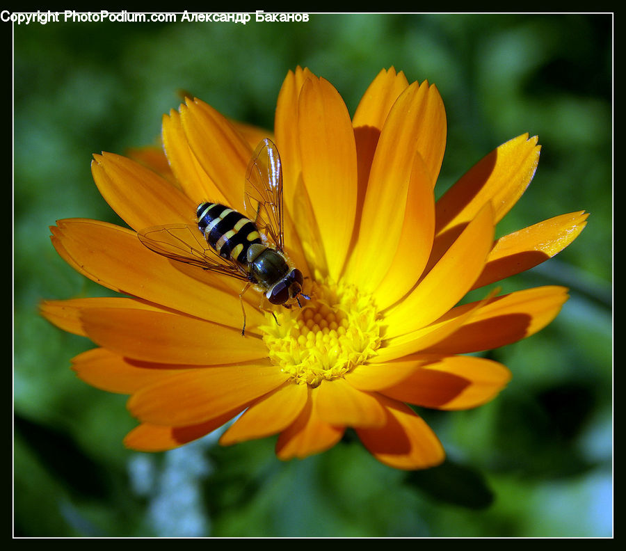 Bee, Hornet, Insect, Invertebrate, Wasp, Daisies, Daisy