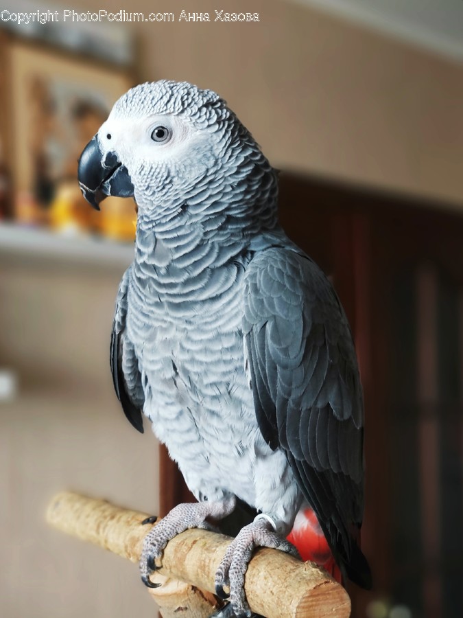 Bird, Animal, Parrot, African Grey Parrot, Fowl
