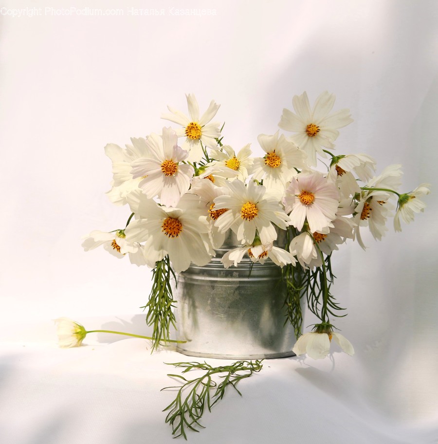 Plant, Blossom, Flower, Flower Bouquet, Flower Arrangement