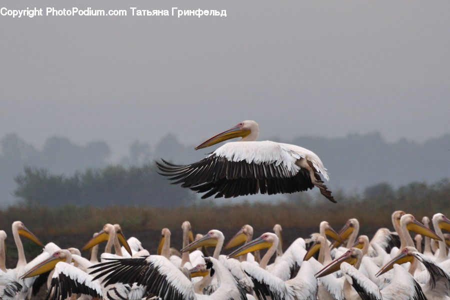 Bird, Pelican, Stork, Booby, Beak, Crane Bird, Heron