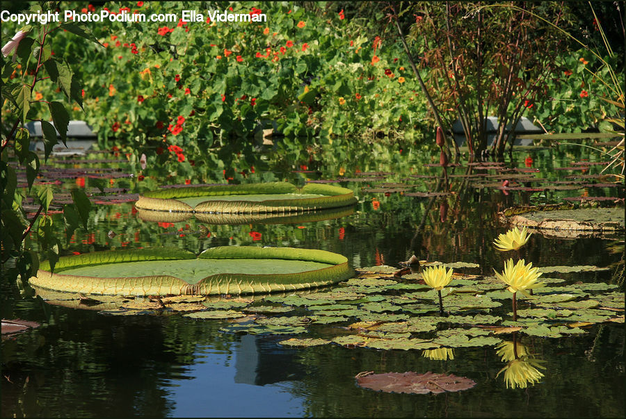 Outdoors, Pond, Water, Flower, Lily, Plant, Pond Lily