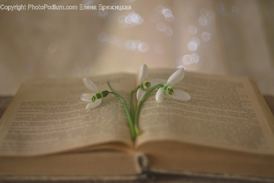 Book, Plant, Text, Flower, Blossom