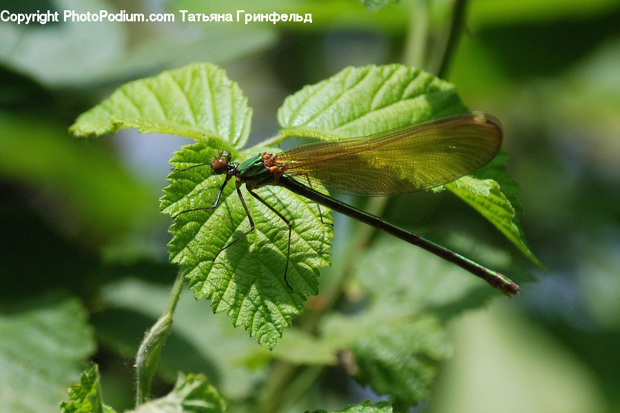 Anisoptera, Dragonfly, Insect, Invertebrate, Plant, Blossom, Flora