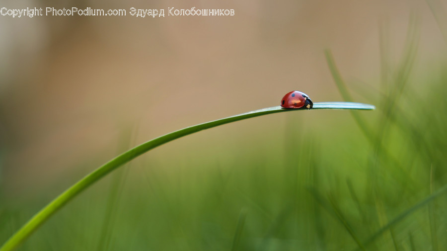Droplet, Plant, Grass, Insect, Invertebrate