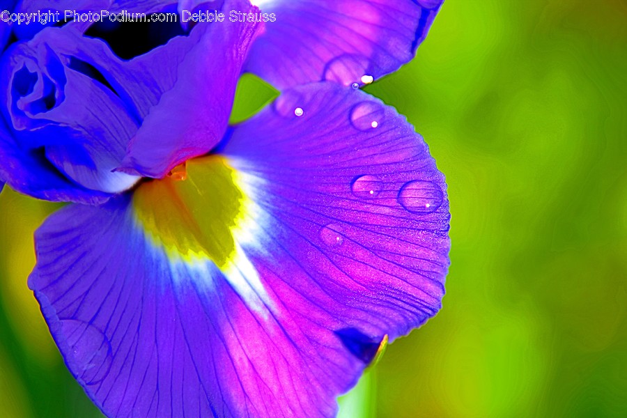 Flower, Plant, Blossom, Iris, Geranium
