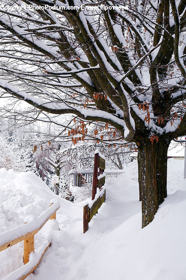 Ice, Outdoors, Snow, Birch, Tree, Wood, Bench