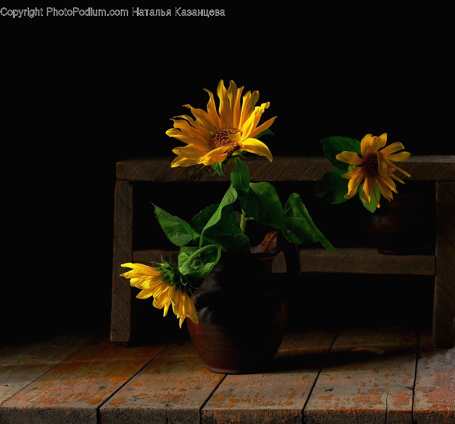 Plant, Blossom, Flower, Sunflower, Flower Arrangement