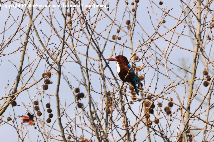 Bird, Blackbird, Bee Eater, Beak