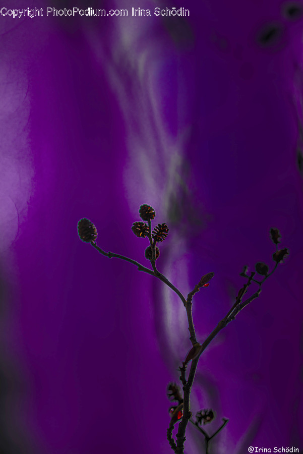 Purple, Plant, Blossom, Flower, Pollen