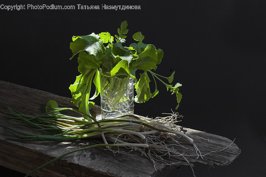 Plant, Leaf, Glass, Jar, Pottery