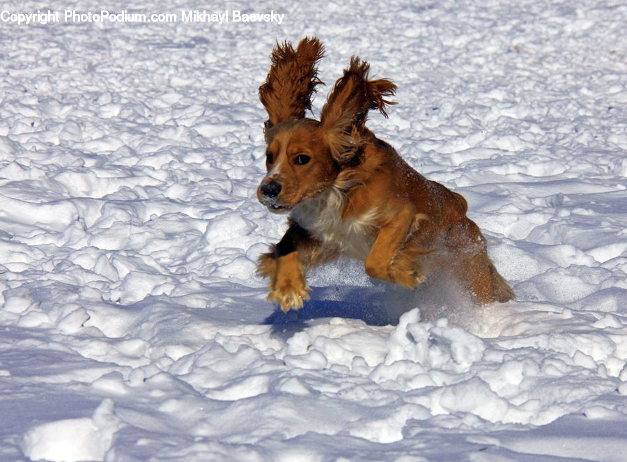 Animal, Canine, Dog, German Shepherd, Mammal, Pet, Papillon