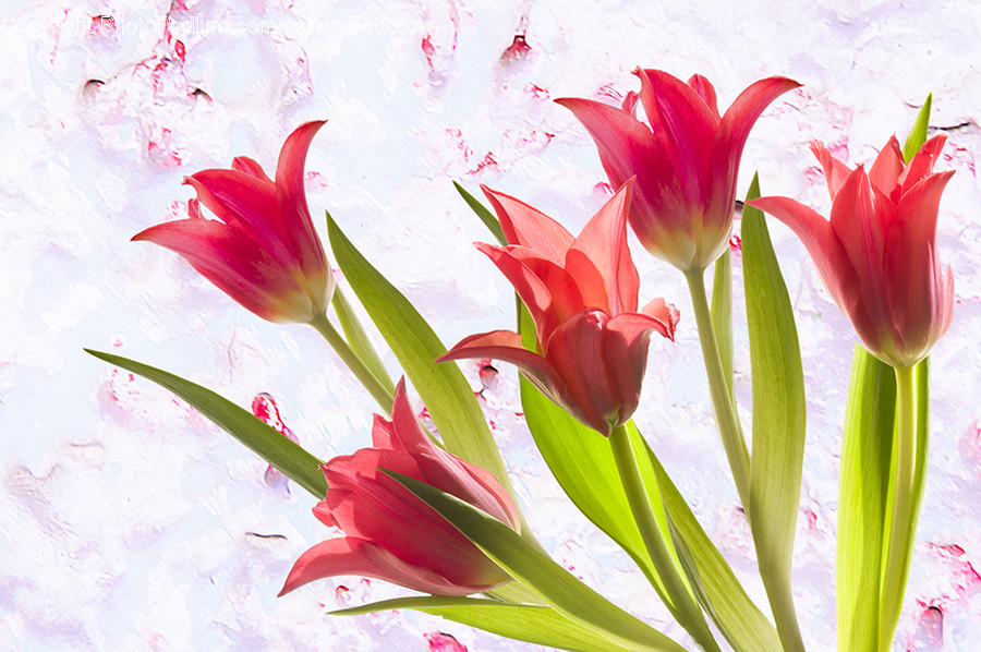 Plant, Flower, Blossom, Tulip, Flower Arrangement