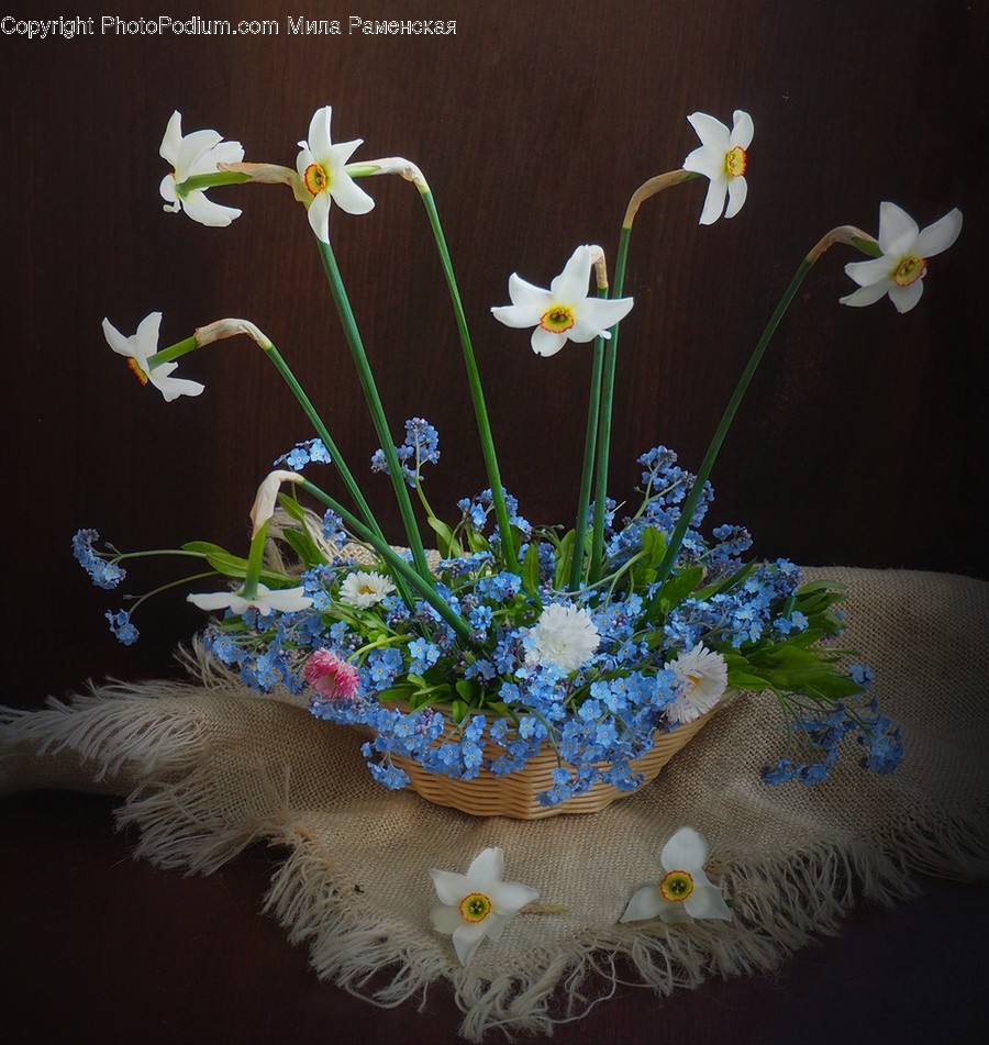 Plant, Pottery, Jar, Blossom, Flower Arrangement