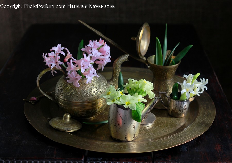 Plant, Pottery, Saucer, Flower, Blossom