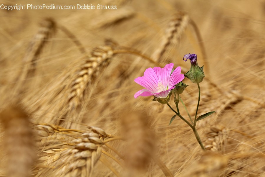 Plant, Blossom, Flower, Geranium, Produce