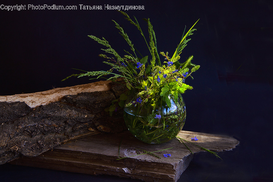Plant, Flower, Blossom, Flower Arrangement, Ikebana