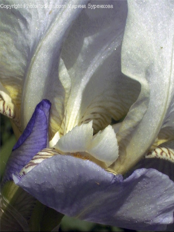 Plant, Iris, Blossom, Flower, Petal