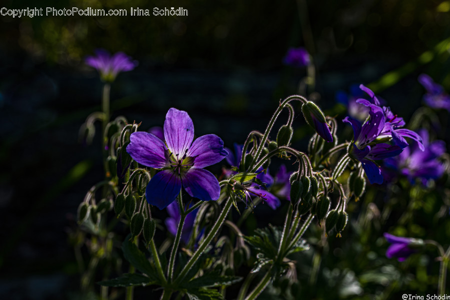 Plant, Geranium, Flower, Blossom, Purple