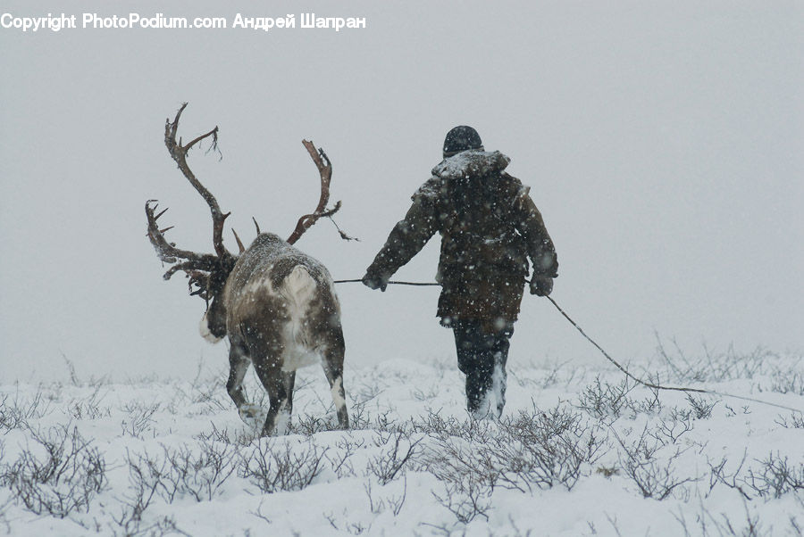 Angus, Animal, Bull, Mammal, Deer, Elk, Wildlife