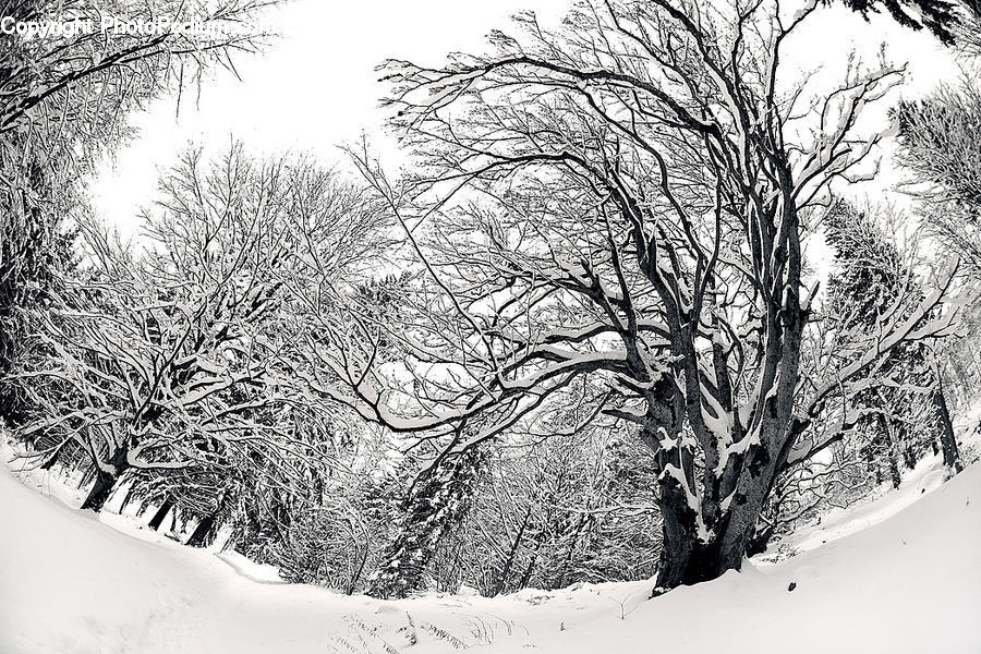 Ice, Outdoors, Snow, Plant, Tree, Forest, Vegetation