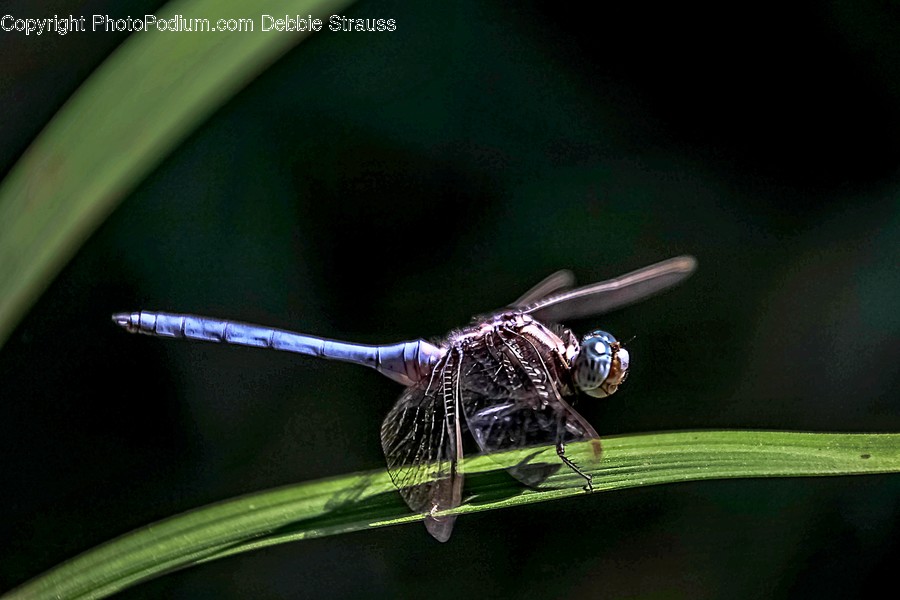 Animal, Invertebrate, Insect, Dragonfly, Anisoptera