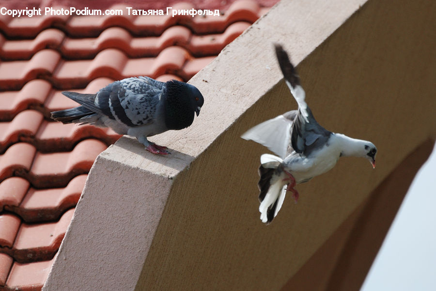 Bird, Dove, Pigeon, Roof, Seagull