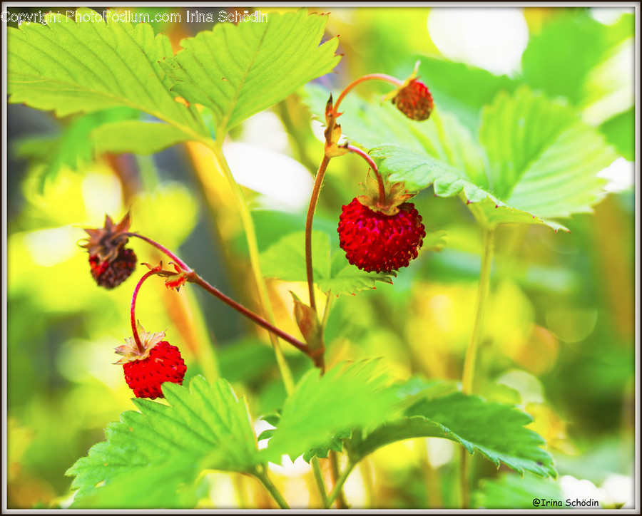 Raspberry, Food, Fruit, Plant, Leaf