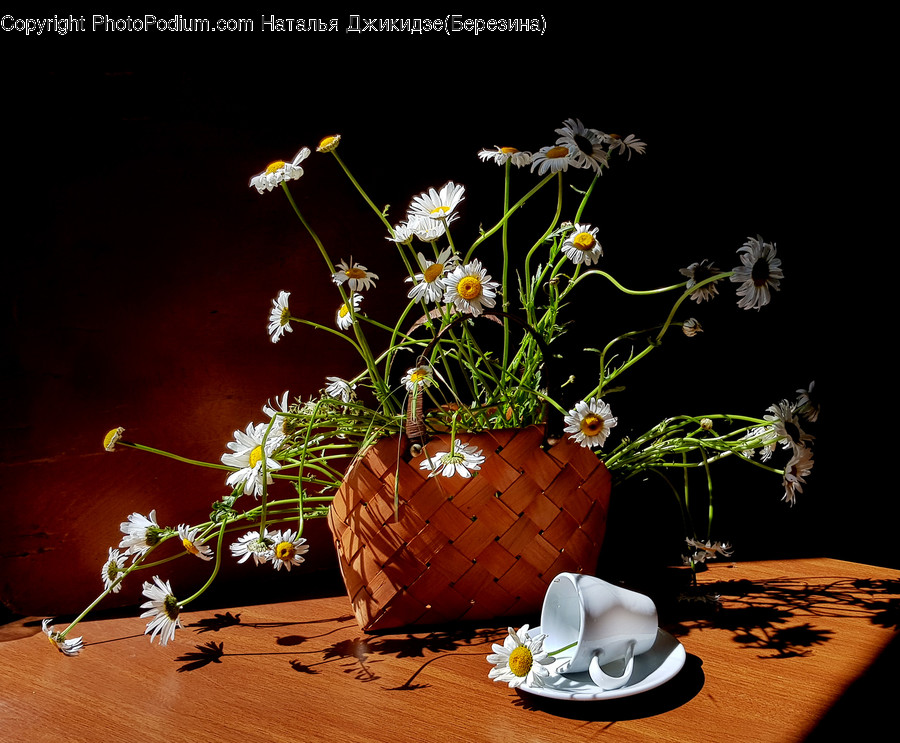 Pottery, Ikebana, Flower Arrangement, Plant, Blossom