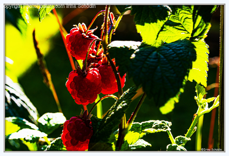 Plant, Fruit, Raspberry, Food, Veins
