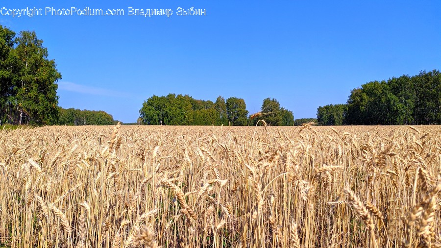 Plant, Produce, Food, Vegetable, Grain