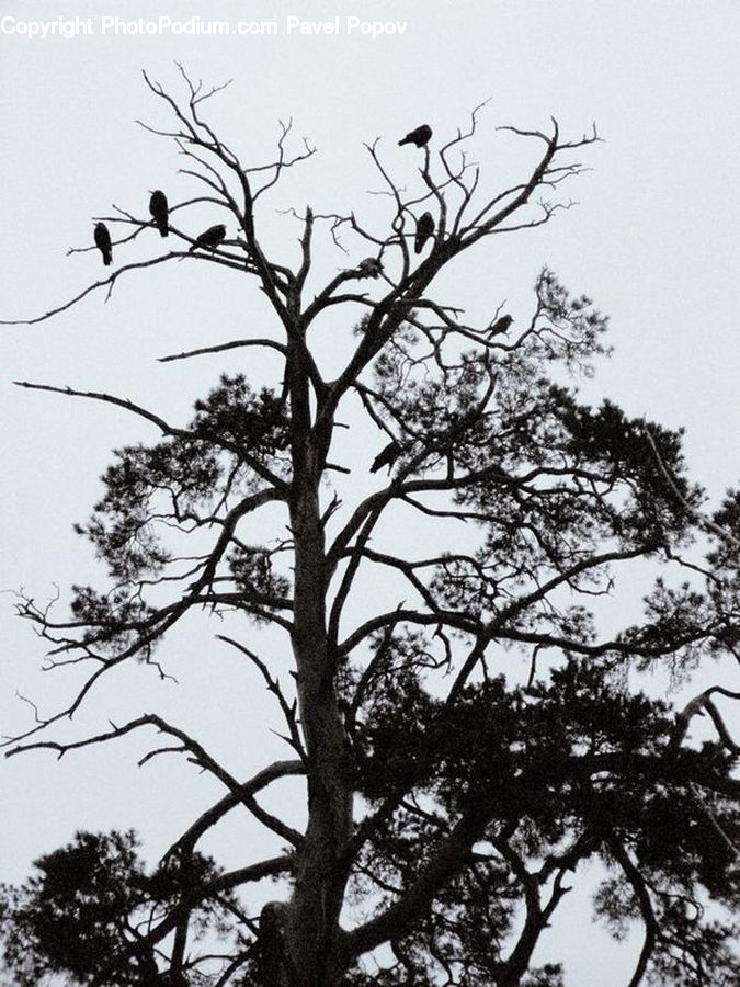 Plant, Tree, Oak, Wood, Conifer, Fir, Pine