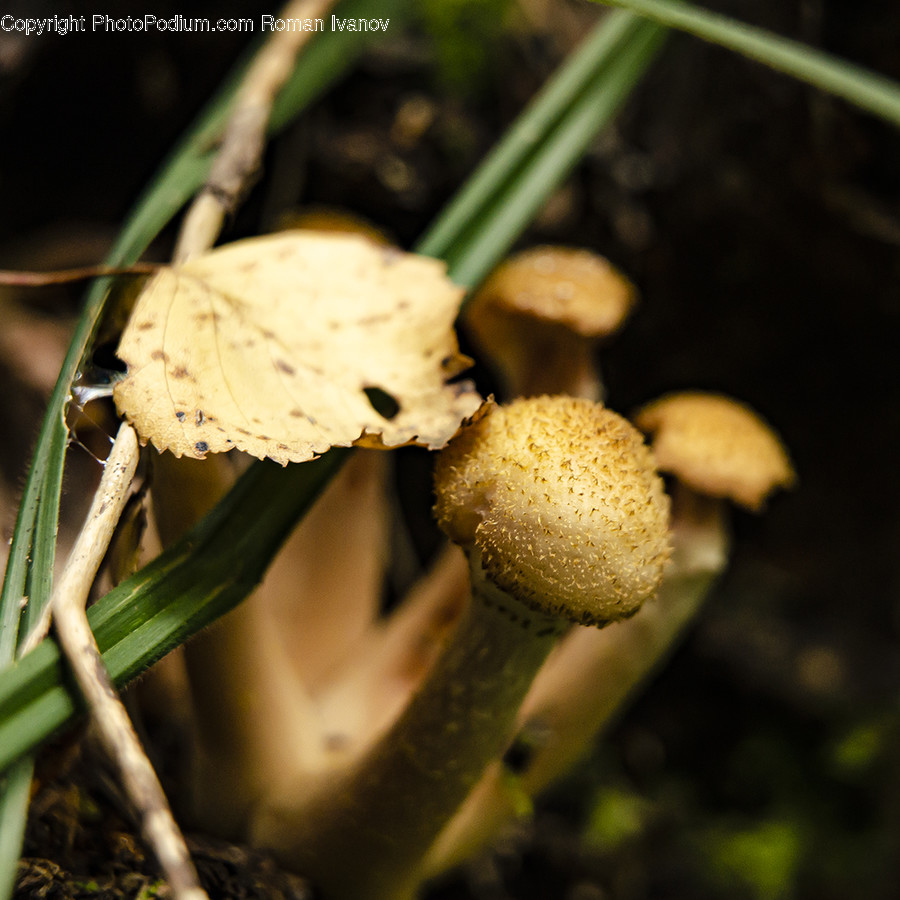 Fungus, Plant, Agaric, Mushroom, Amanita