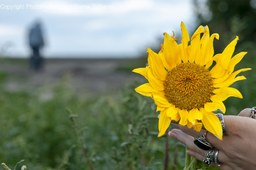 Plant, Blossom, Flower, Sunflower, Human