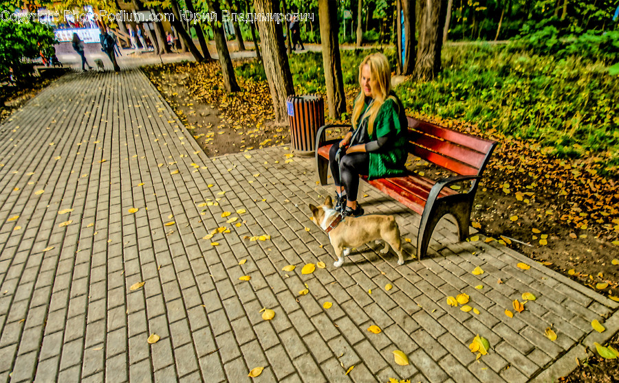 Furniture, Bench, Person, Human, Canine