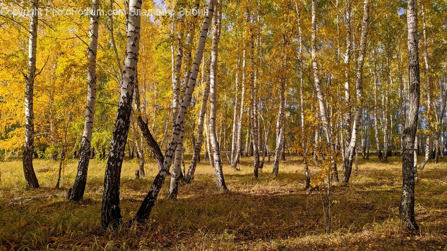 Tree, Plant, Birch, Ground, Tree Trunk