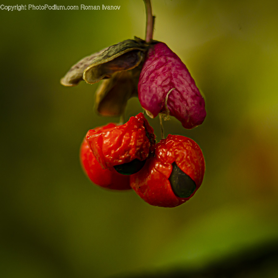 Plant, Fruit, Food, Raspberry, Leaf