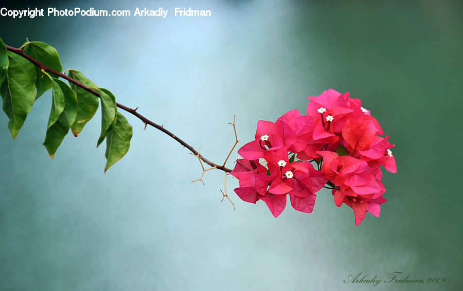 Blossom, Flora, Flower, Geranium, Plant, Cherry Blossom, Ivy