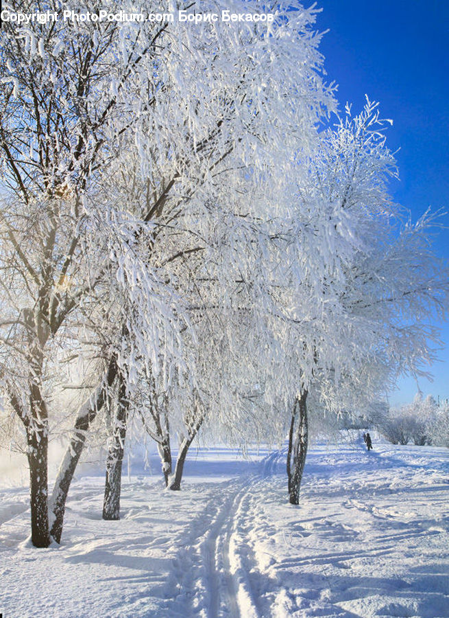 Landscape, Nature, Scenery, Birch, Tree, Wood, Plant