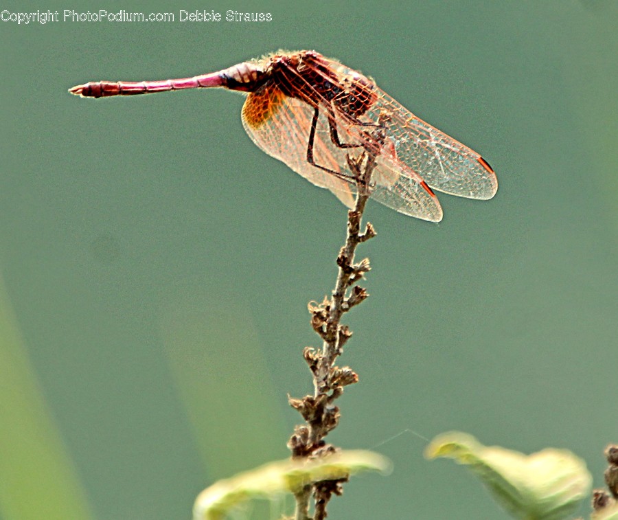 Dragonfly, Anisoptera, Insect, Invertebrate, Animal