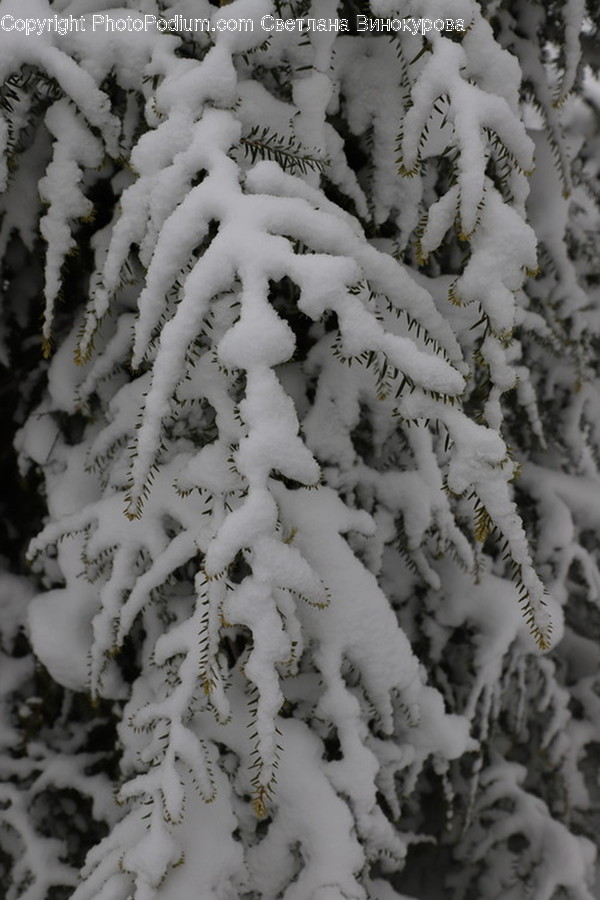 Plant, Tree, Fir, Abies, Conifer